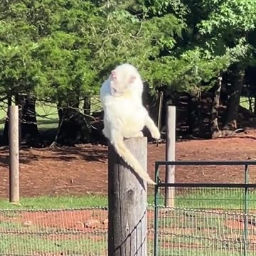 They are always watching