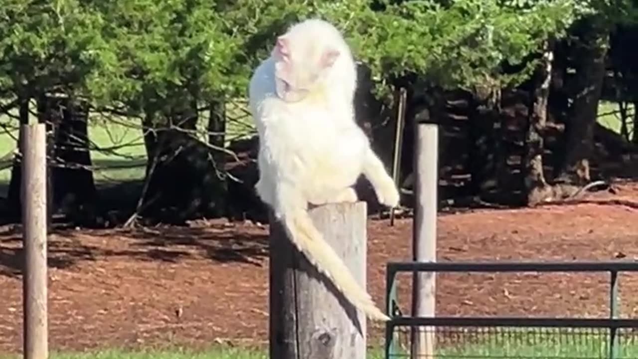 They are always watching