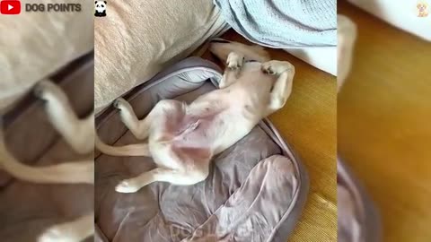 Funny Dogs And Cats Videos 😺🐶 Best Funny Animal Videos 2025 😂 Try Not To Laugh 🤣