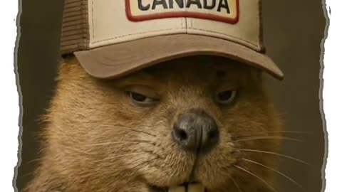 🇨🇦🤣🤣Made in Canada 🤔#WakeUpCanada