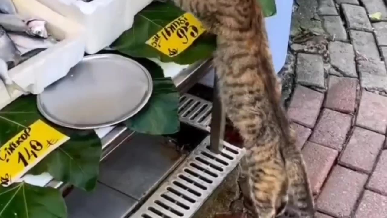 Round & Stuck | The Funniest Cat Compilation π±β¨