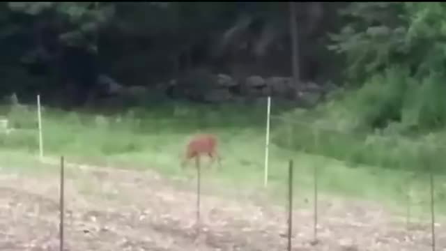 Animals getting shocked with funny sound effects.