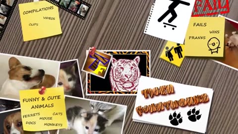 CATS will make you LAUGH YOUR HEAD OFF - Funny CAT compilation_HD