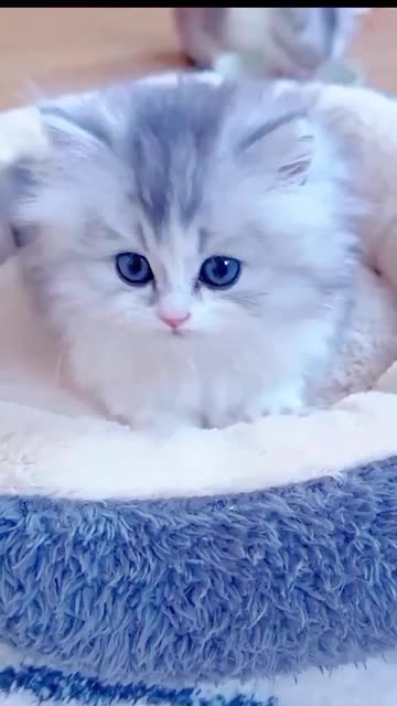 Simply Stunning! Watch These Beautiful Little Kittens Play 😻