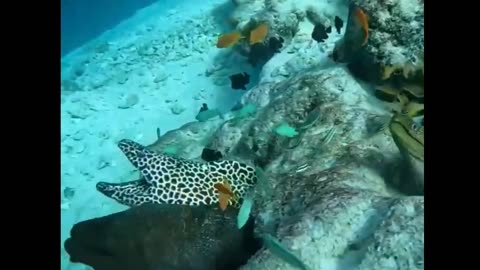Many moray eels
