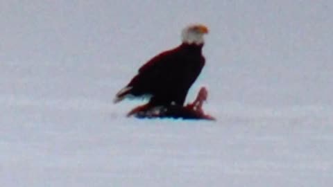 Bald Eagle Eating