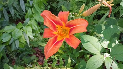 Tiger Lily