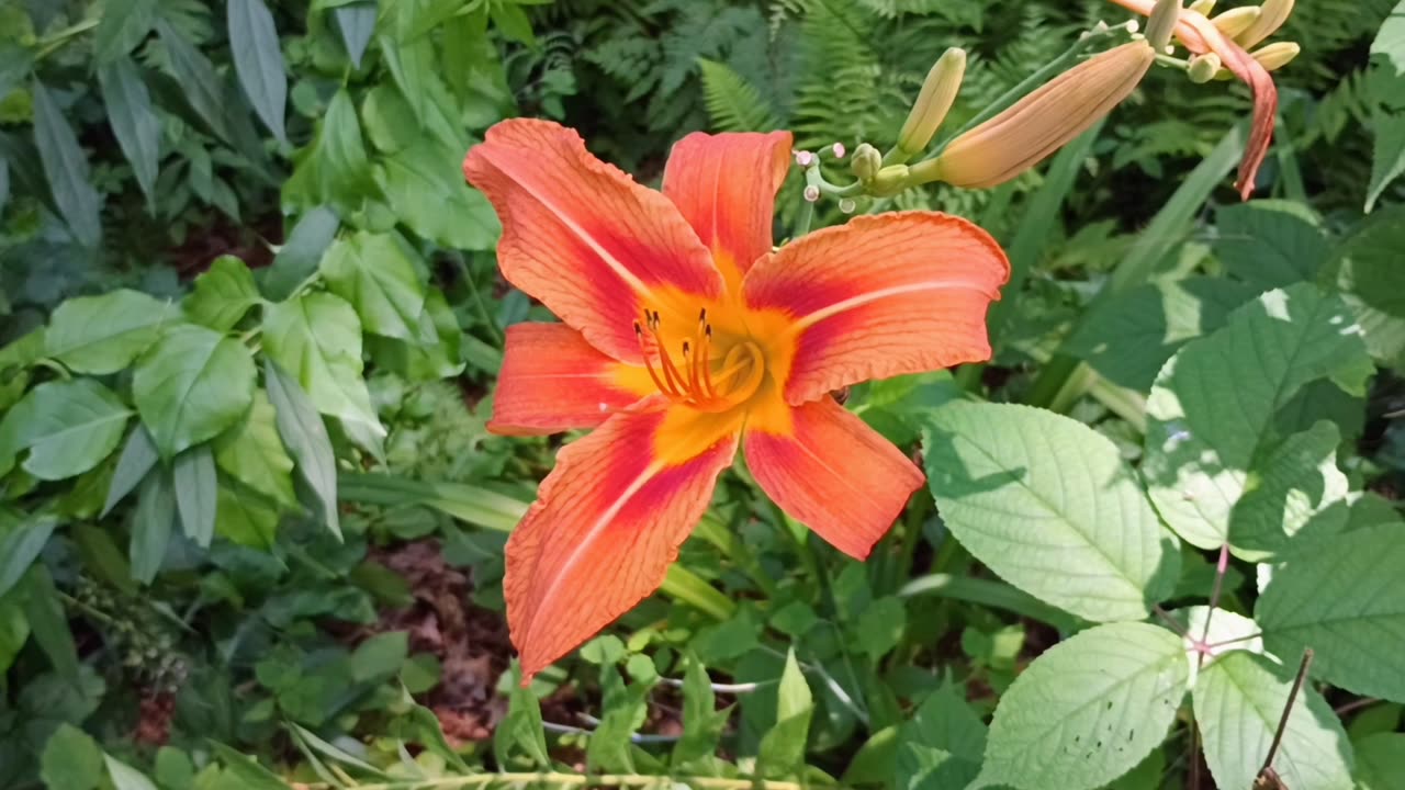 Tiger Lily