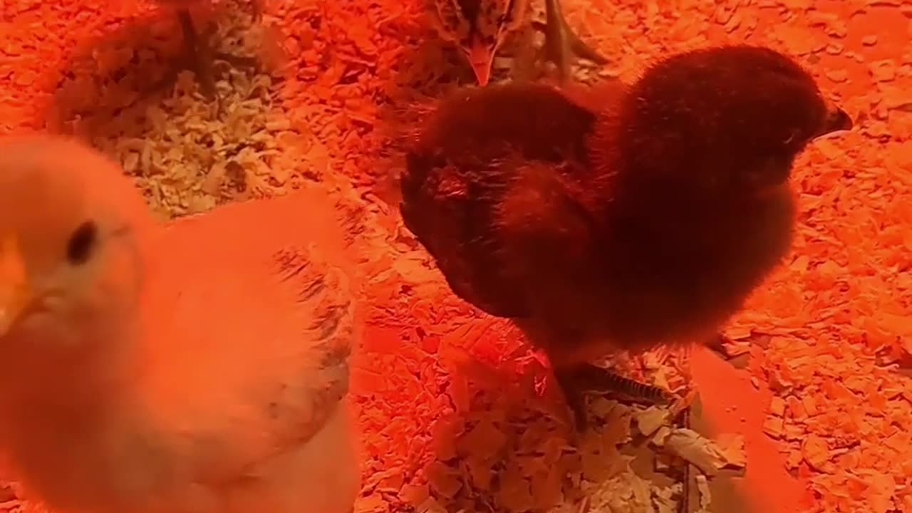 Noodle, Dumpling, Fry, and Nugget