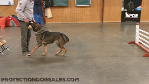 Incredible Sweet powerful Protection Dog
