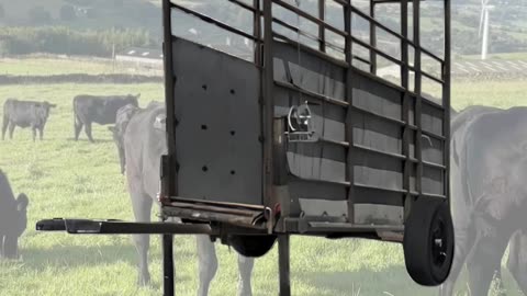 American-Made Portable Loading Chutes