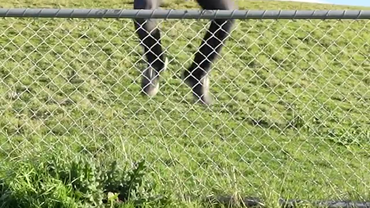 How Animals Get Over a Fence (With Emojis) 😂