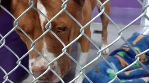 Edelweiss 6y Pet Id 948323 kennel 16 HSSAZ shelter barks2get my attention He's super cool2025919643