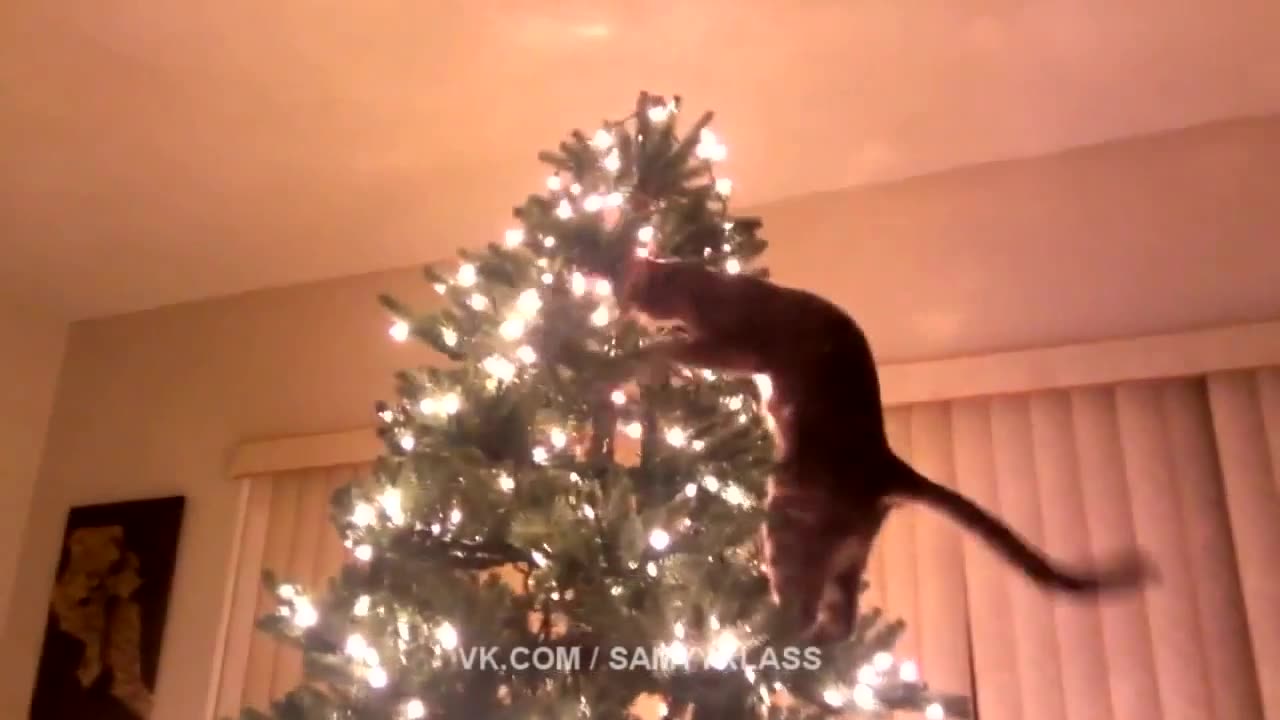 The cat on the Christmas tree