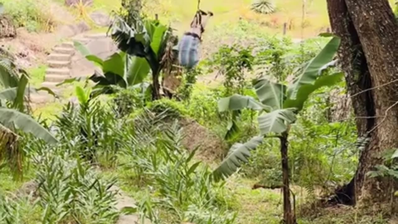 😂🏔️ Epic Zipline Fail! You Won't Believe This Attempt to Zipline Safely | FunFM