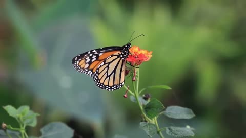 Beautiful butterfly video//nature//calm relaxing video
