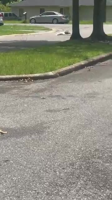 Pelicans drop dead out of the sky in Alabama