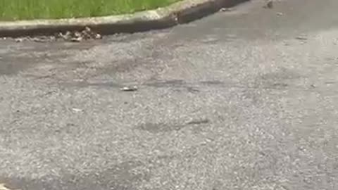 Pelicans drop dead out of the sky in Alabama