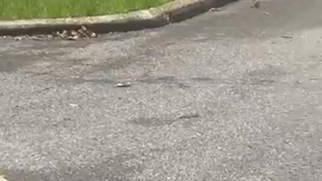 Pelicans drop dead out of the sky in Alabama