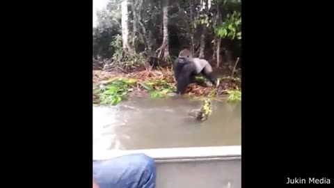 funniest animal videos