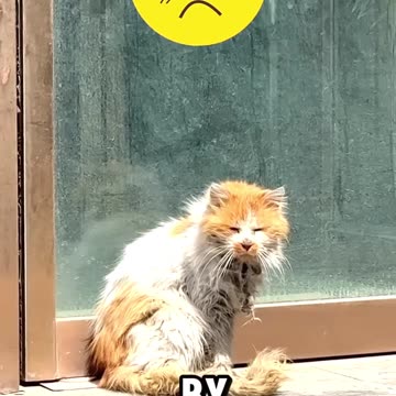 Rich Cat Vs Poor Cat