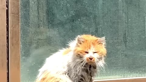Rich Cat Vs Poor Cat