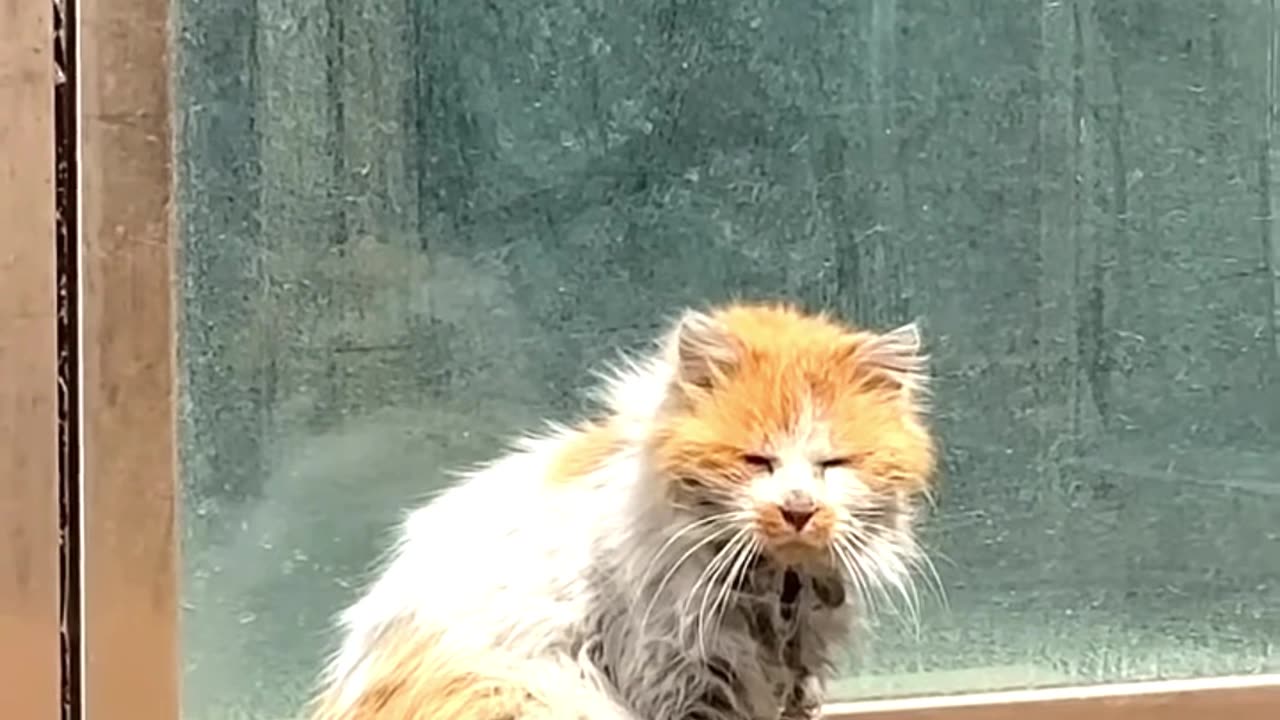 Rich Cat Vs Poor Cat