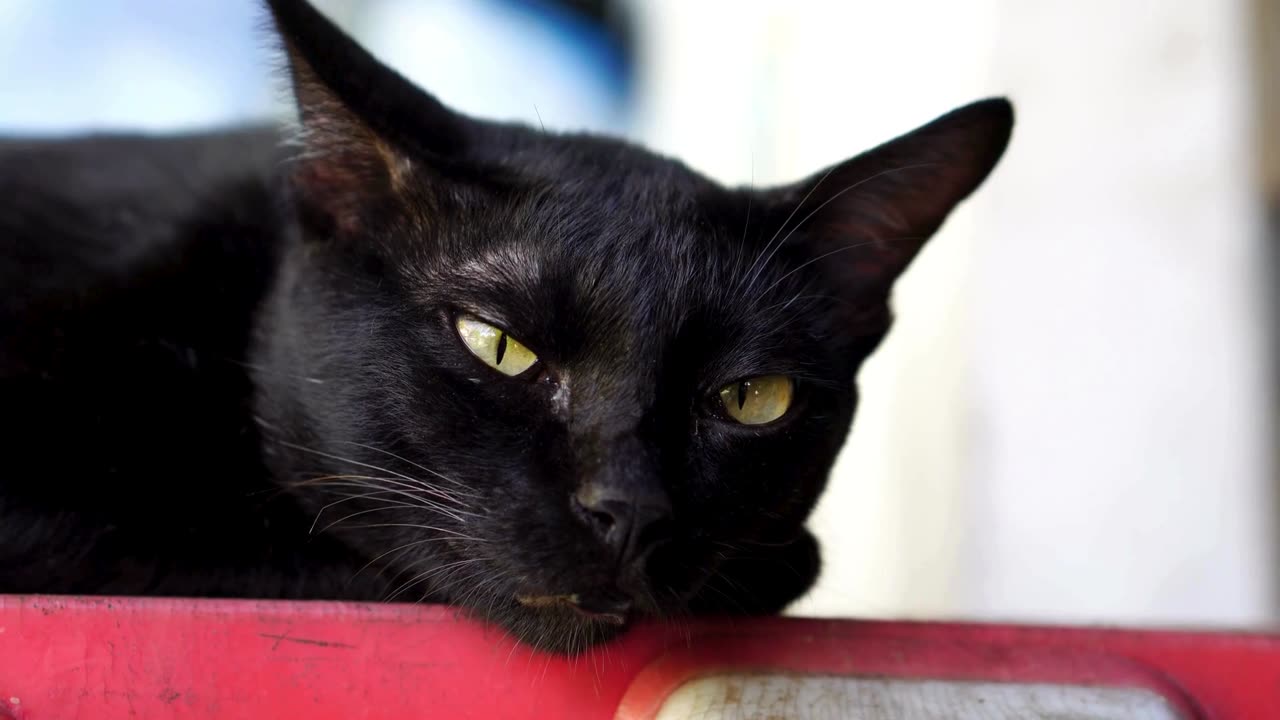 Funny Cats Sleeping