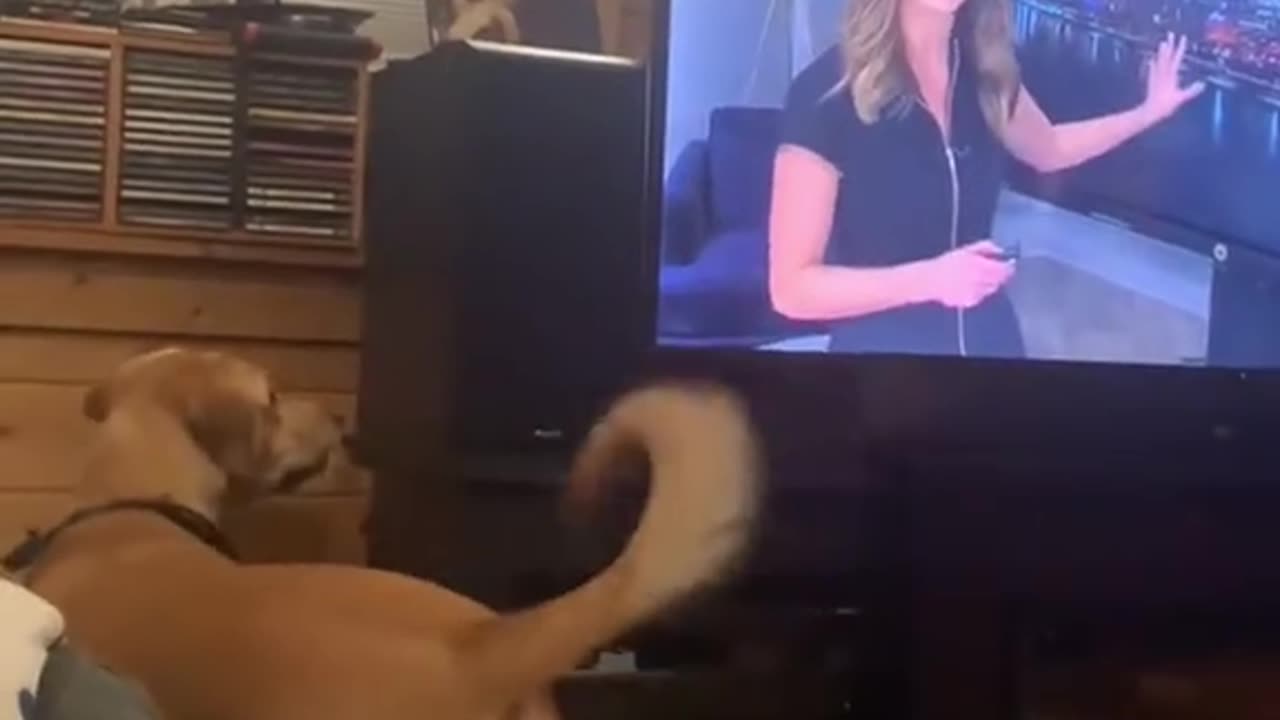 Funny dogs compilation 🤪🐕