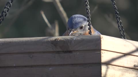 Bluebird and Finch