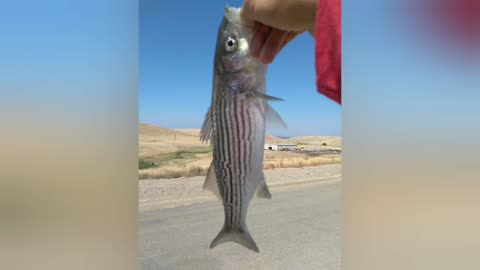 Catching STRIPED BASS on ARTIFICIAL in HOT summer weather
