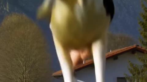 Cow broke the door and make a flip! :O