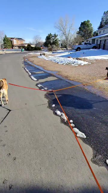Dinosaur Walking His Dog