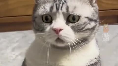 Funny cute pets video