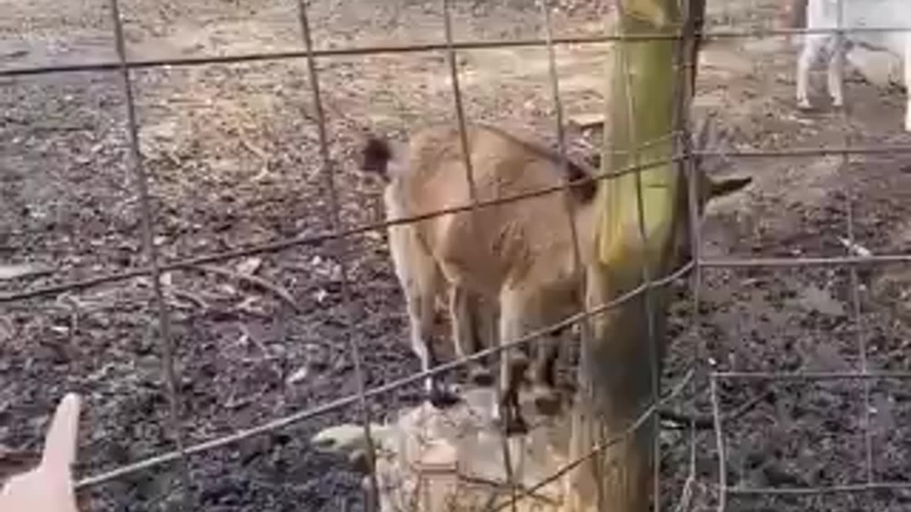 | funny videos | crazy clips