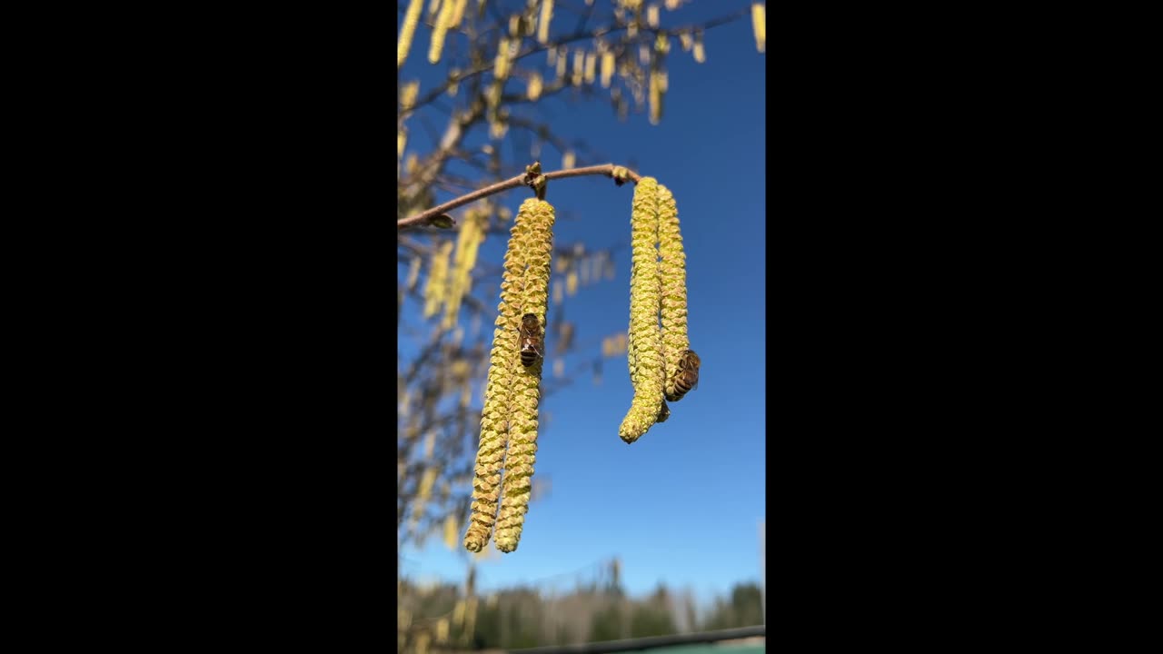 Honey Bees in Joy~~~Spring is Coming!