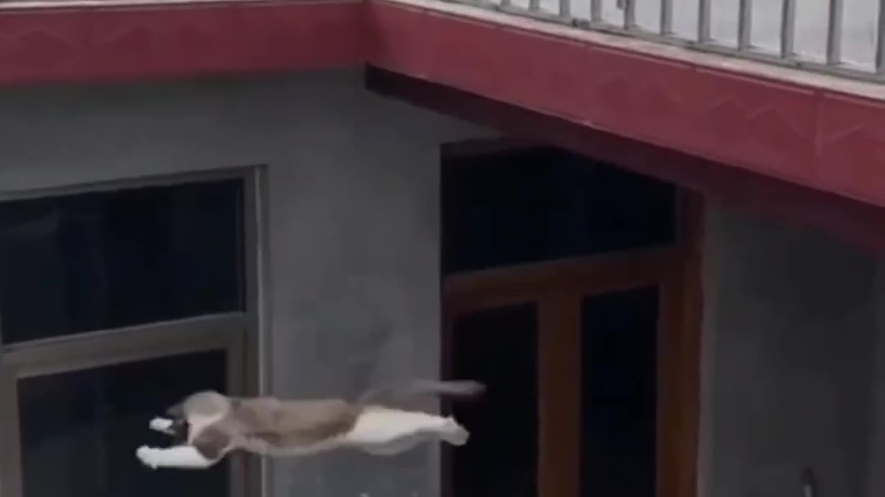 The Ultimate Cute Cat Compilation | Irresistible Fun 🐾🎥