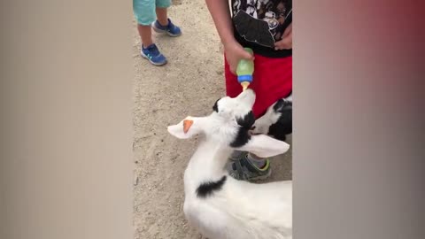 Human Vs Animals