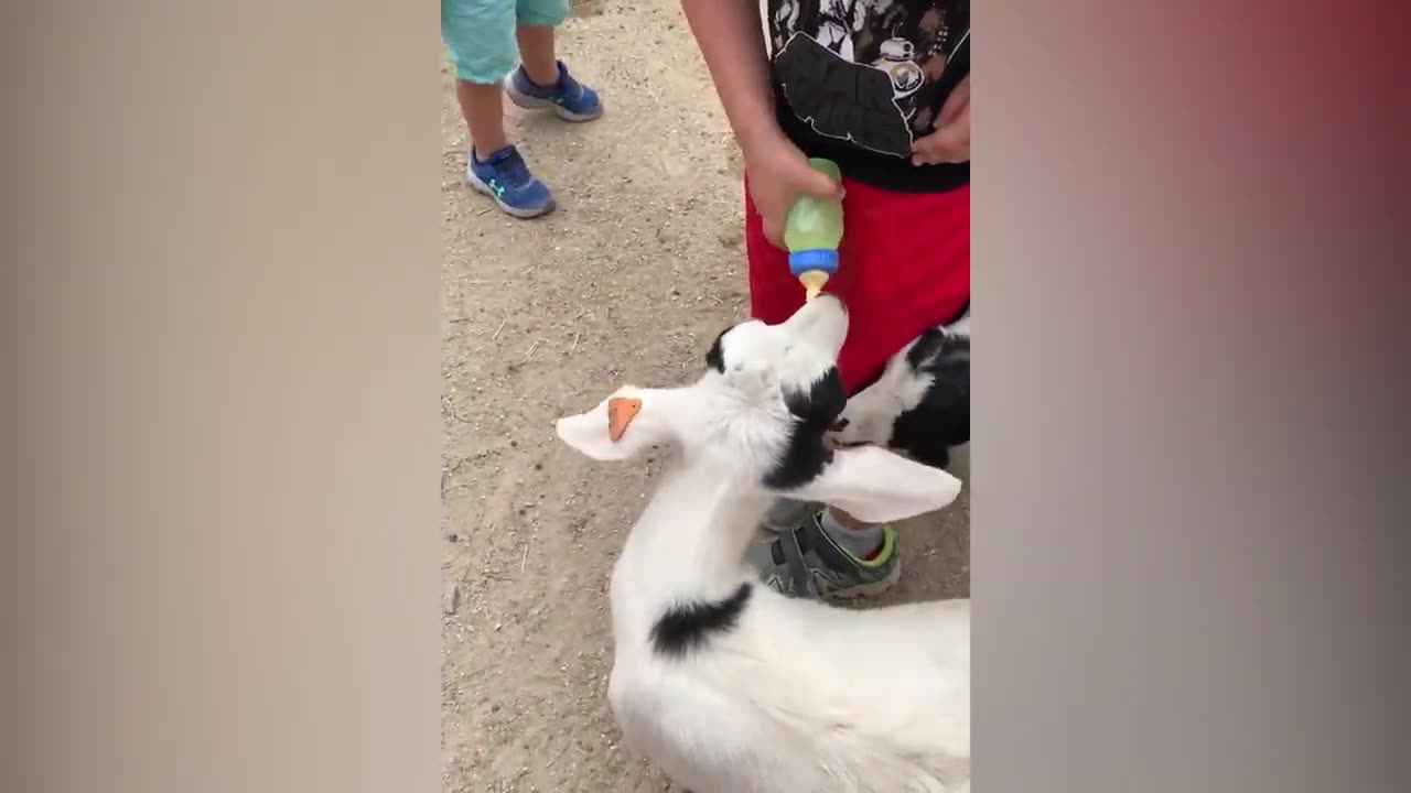 Human Vs Animals