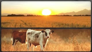 Trent Loos in the Morning 5/20/2025