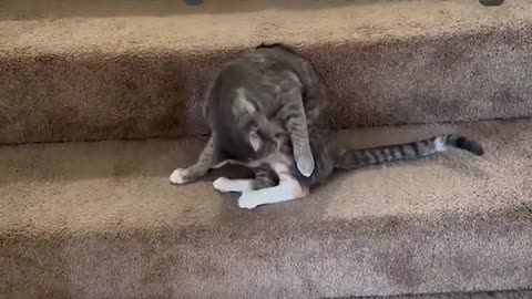 😂🐈 Cat Takes It a Bit Too Far! | FunFM