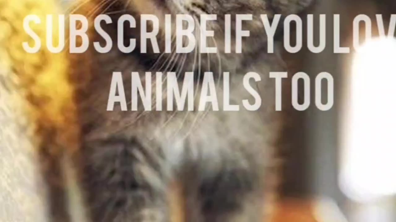 πΎπ Funny Pet Antics | Cuteness Overload!