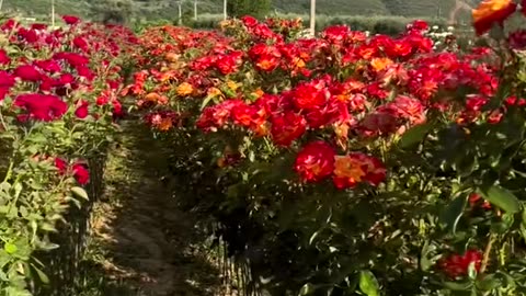 Red Rose