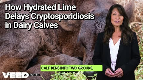 Hydrated Lime: A Simple Yet Promising Ally Against Cryptosporidiosis in Dairy Calves
