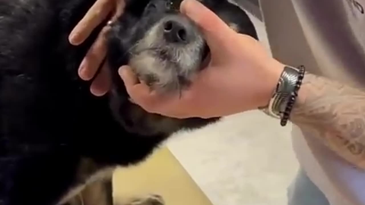 "Dog Chiropractic Cracks – Satisfying Back Adjustments Compilation!"