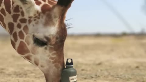 giraffe vs elephant