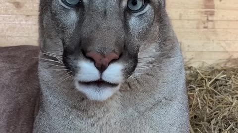 Animal