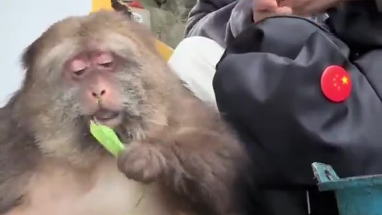 Loves Treats