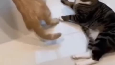 Cat duel cat