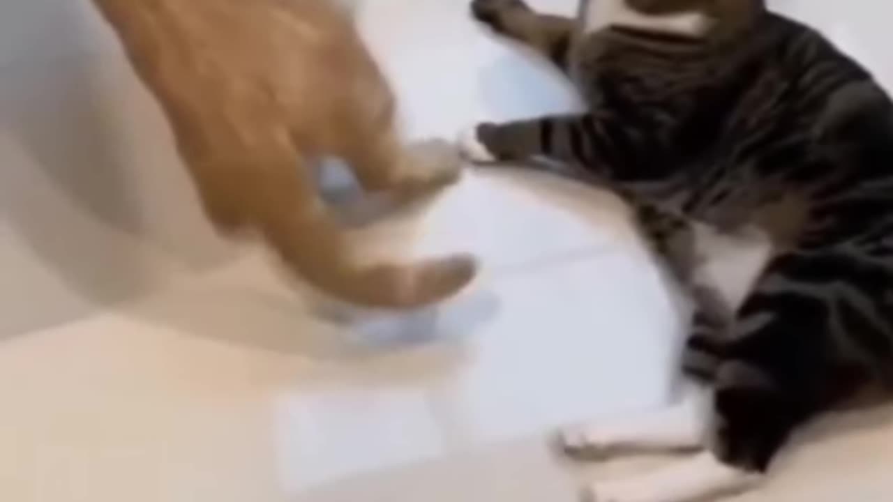 Cat duel cat